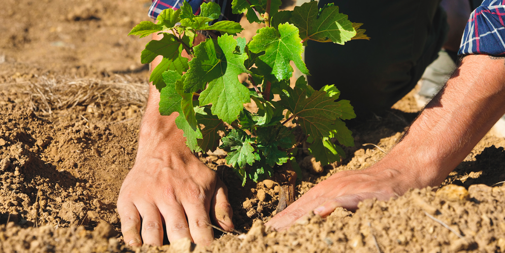 Comment planter en hiver ?