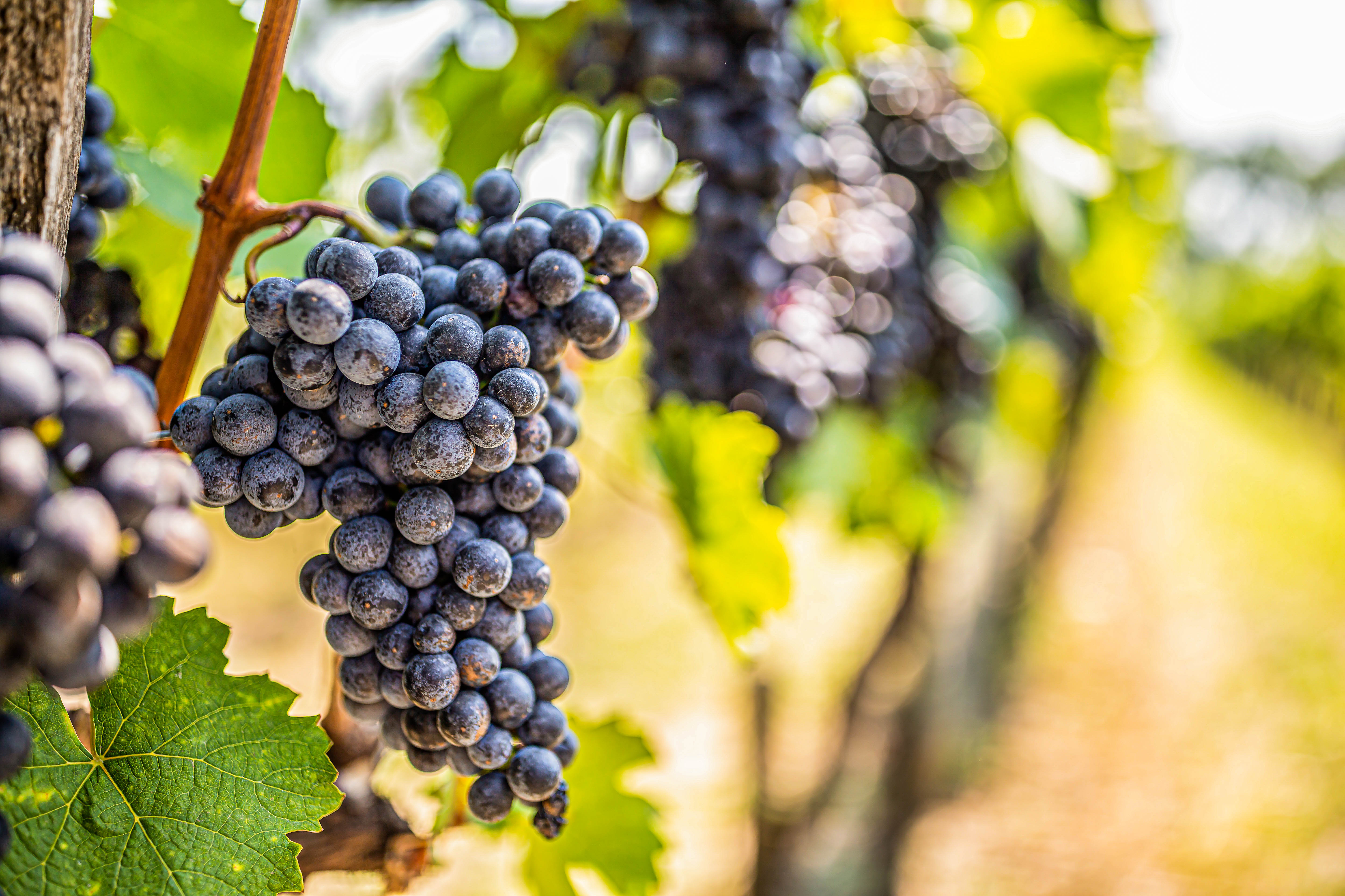 Maison Parsat, négociants en vins en Dordogne