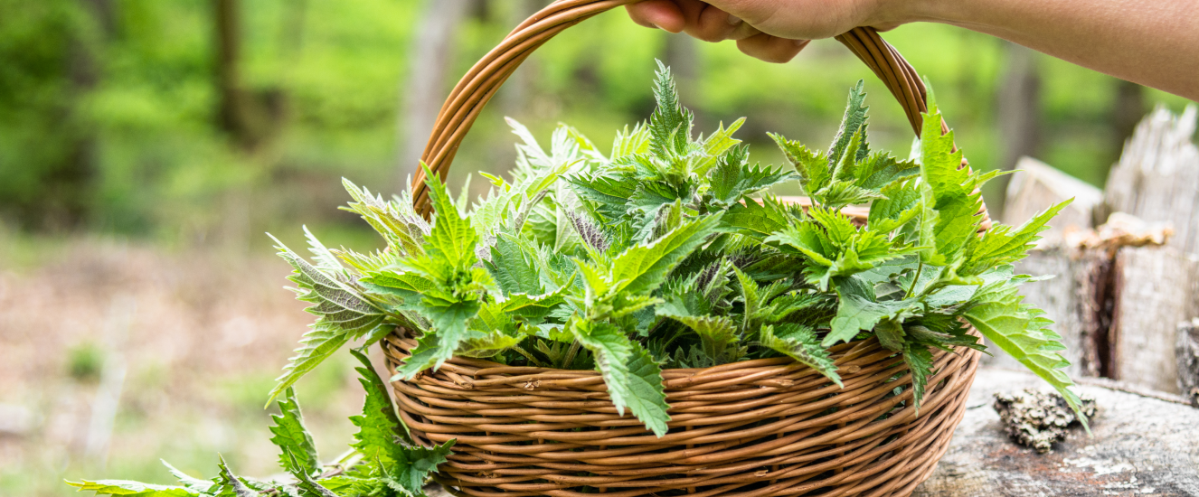 Illustration de l'astuce « 4 plantes sauvages à cueillir en novembre » (visuel 1)
